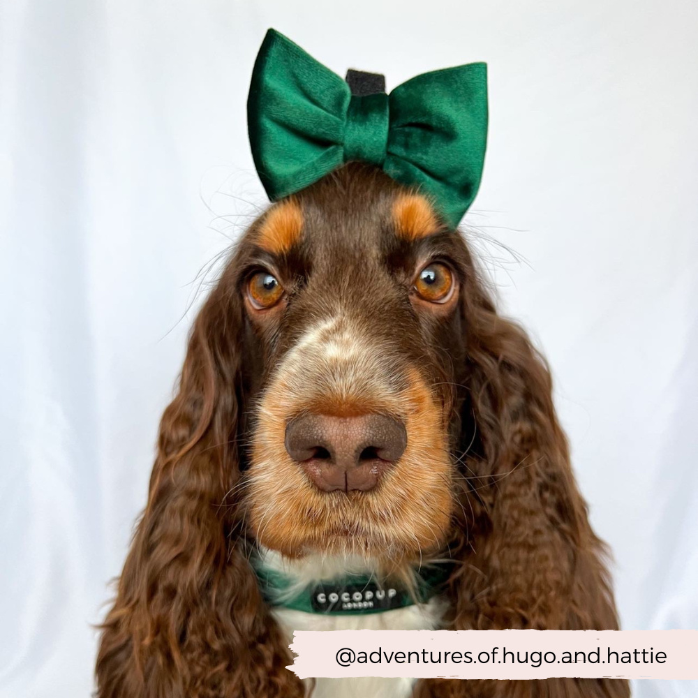 Cocopup London – wholesale Pet bow tie – Dog – LUXE Velvet Bow Tie - Forest Green2