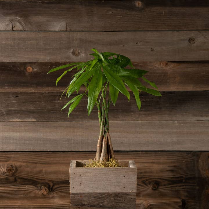 Love Reclaimed - Wholesale Planter Box - Rustic Reclaimed Wood Farmhouse Crock / Planter