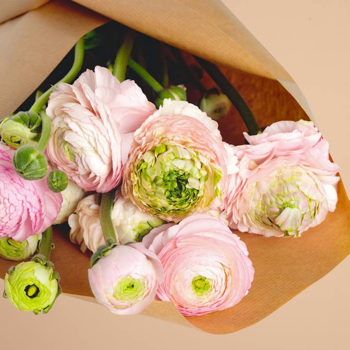 Ranunculus Rose Chiaro 53P Corms for wholesale by Plantgem