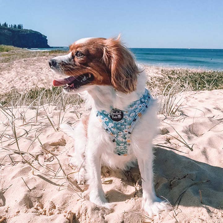 Pawfect Pals - Wholesale Pet Harness - Dog - Sweet Like Honey - Reversible Dog Harness