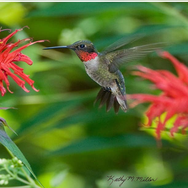 Andreas - Wholesale Jar Opener - KM Hummingbird2