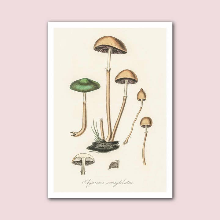 Holland Road Prints - Wholesale Art Print - Mushrooms Vintage Botanical Print0
