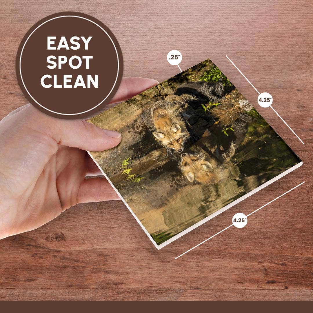 3dRose - Wholesale Coasters - 3dRose, Pine County. Captive red fox drinking. , Coaster6