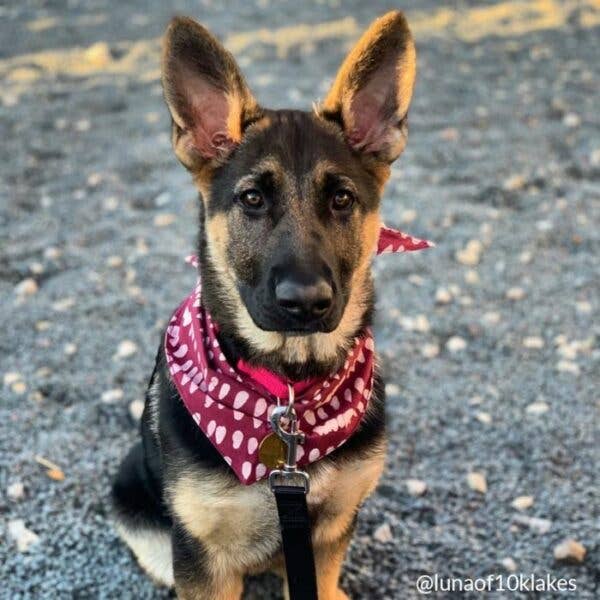 Global Mamas - Wholesale Pet Bandana - Dog - Pet Bandana: Large-Organic2