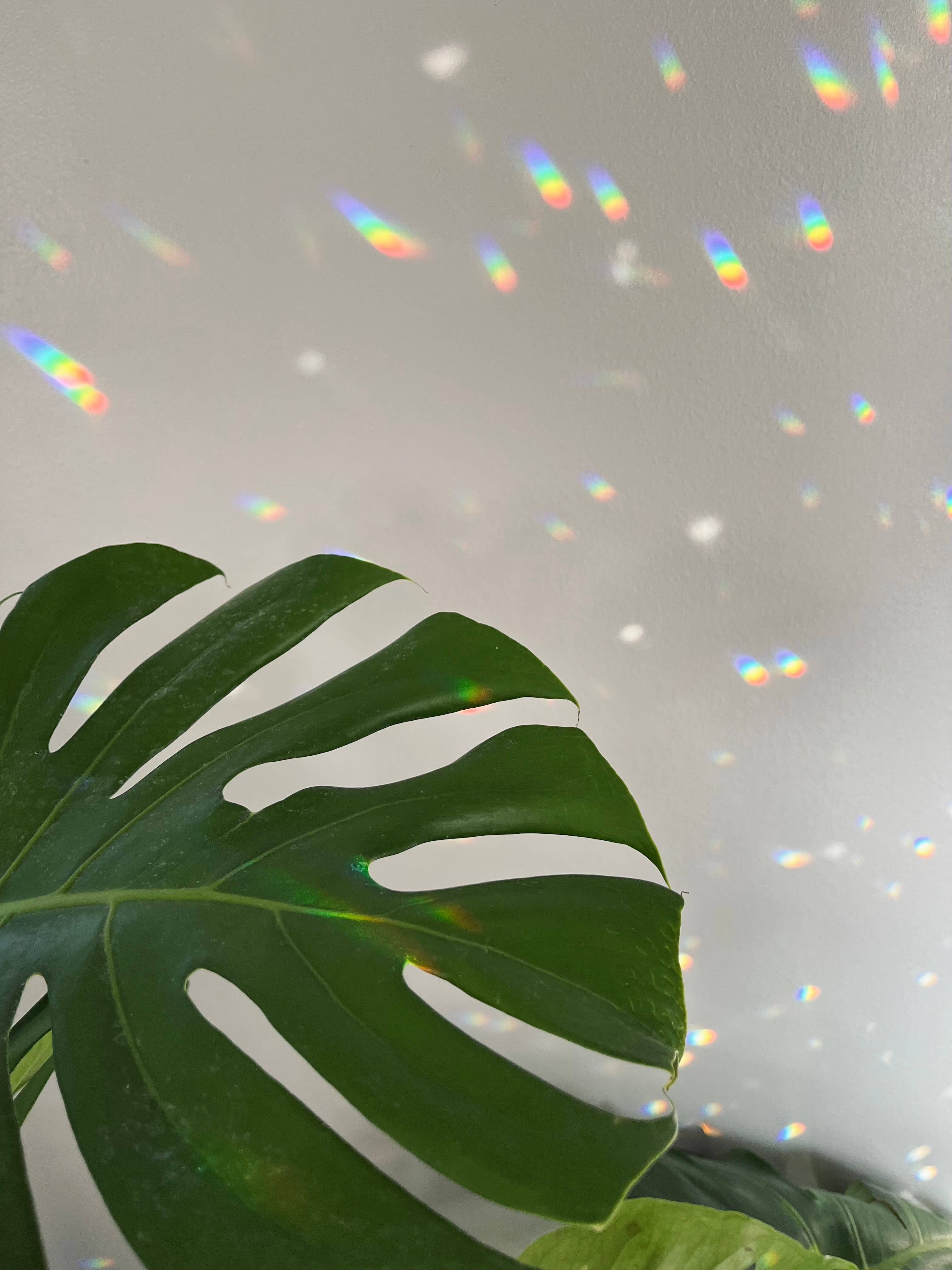 Love + Light – wholesale Suncatcher – Monstera Suncatcher1