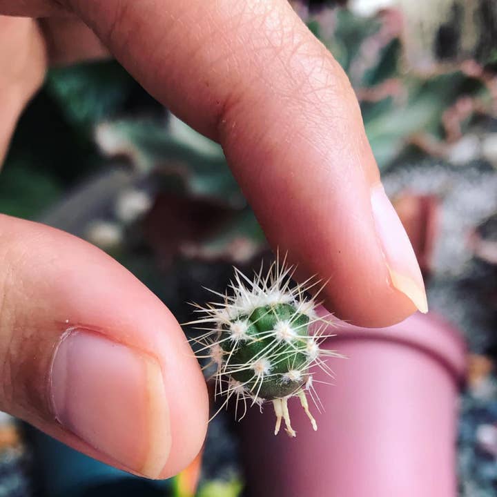 lotusleafaltars - Wholesale Plant seeds - Young Gardener XL Seed Set - With colourful grow guides!8