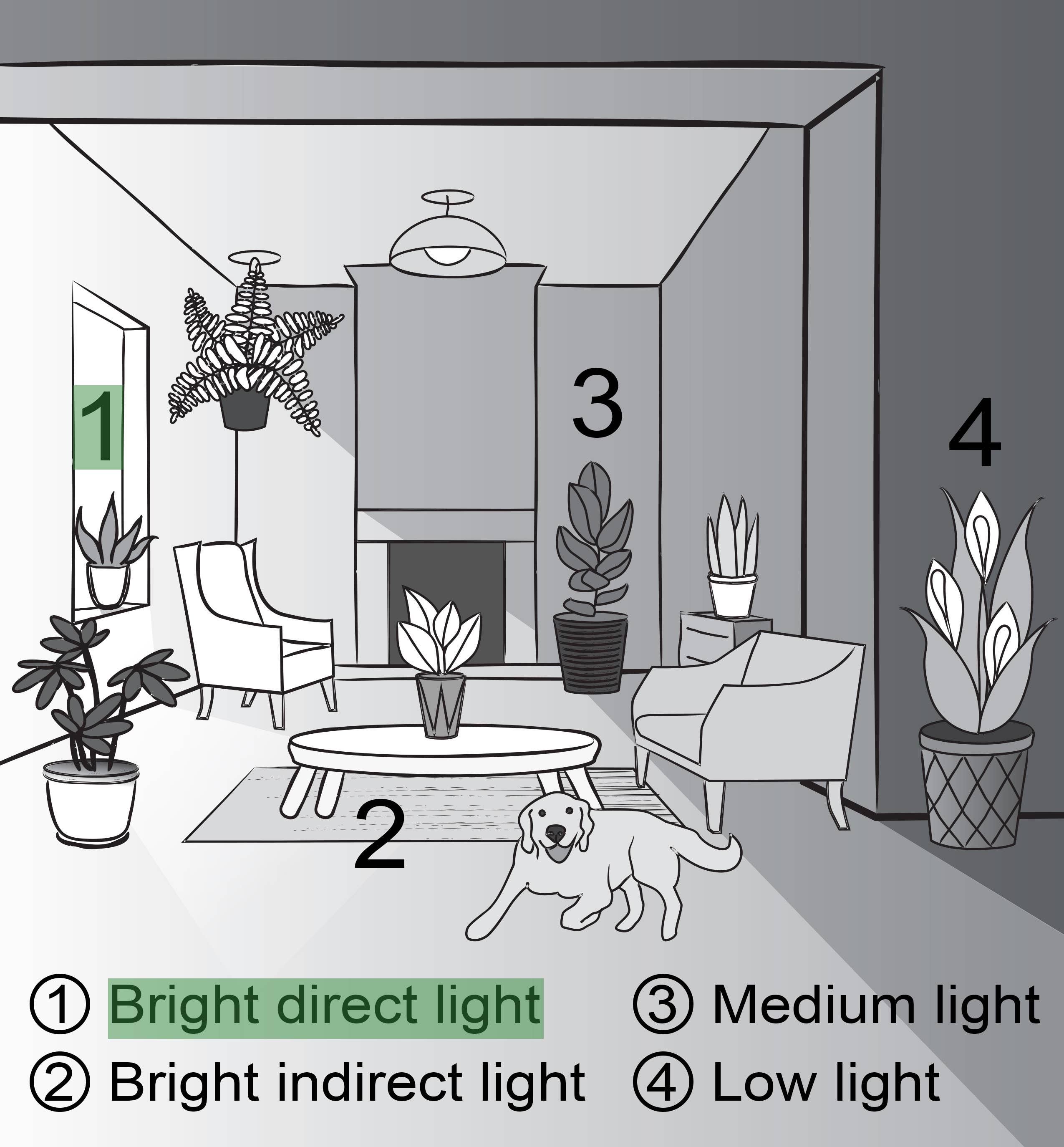 Thorsen's Greenhouse - Wholesale Live Plant - Aloe Vera Plant - Live Plant2