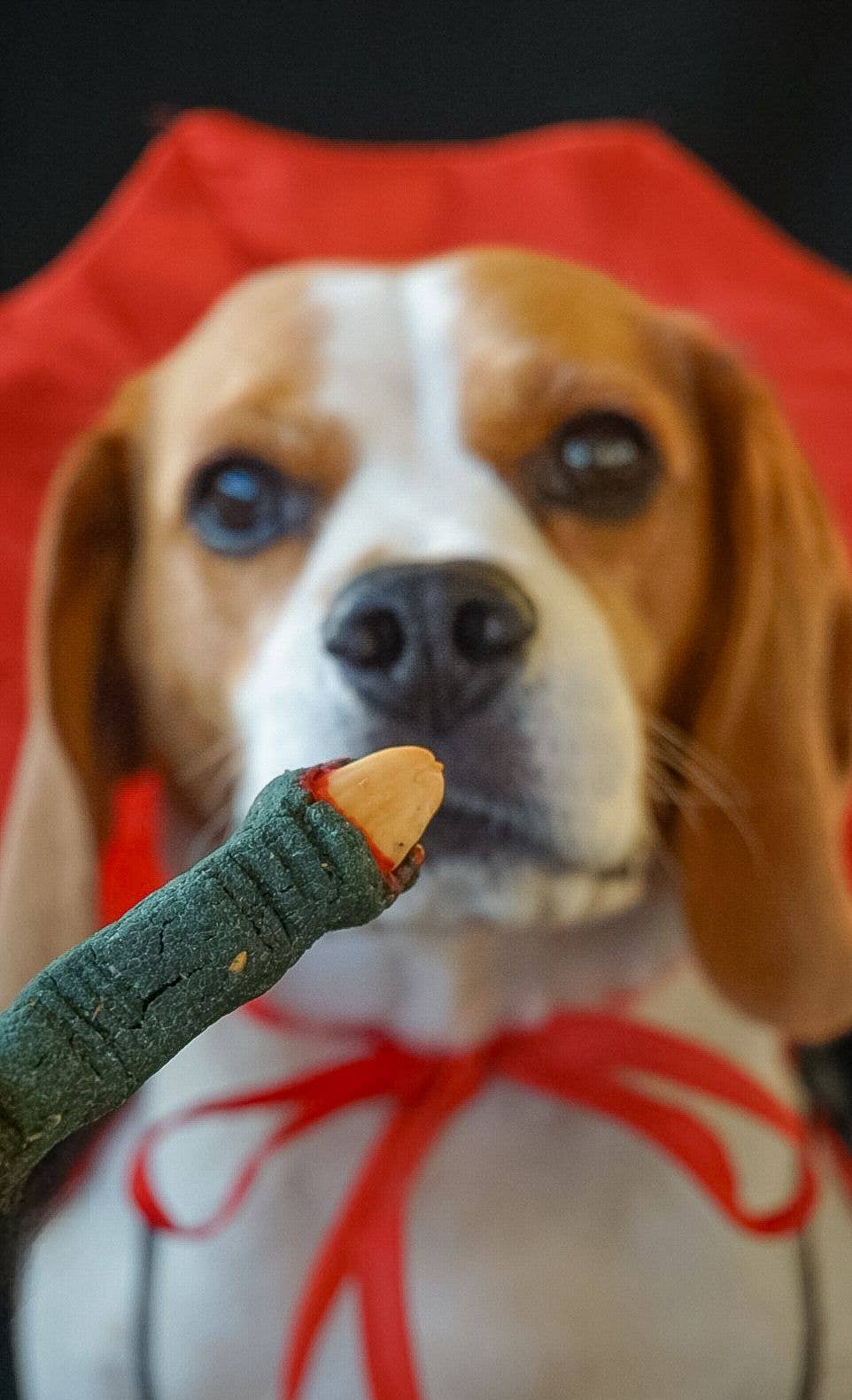 Belpharmed bv: Cooka's Cookies & Sensidog - Wholesale Pet Treats - Dog - Halloween - Spooky Box10