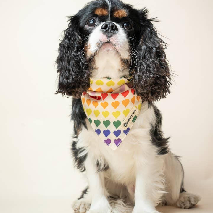Pawsbury Lane – wholesale Pet bandana – Dog – Matching Pet and Owner: Headband and Bandana - Love in Color2