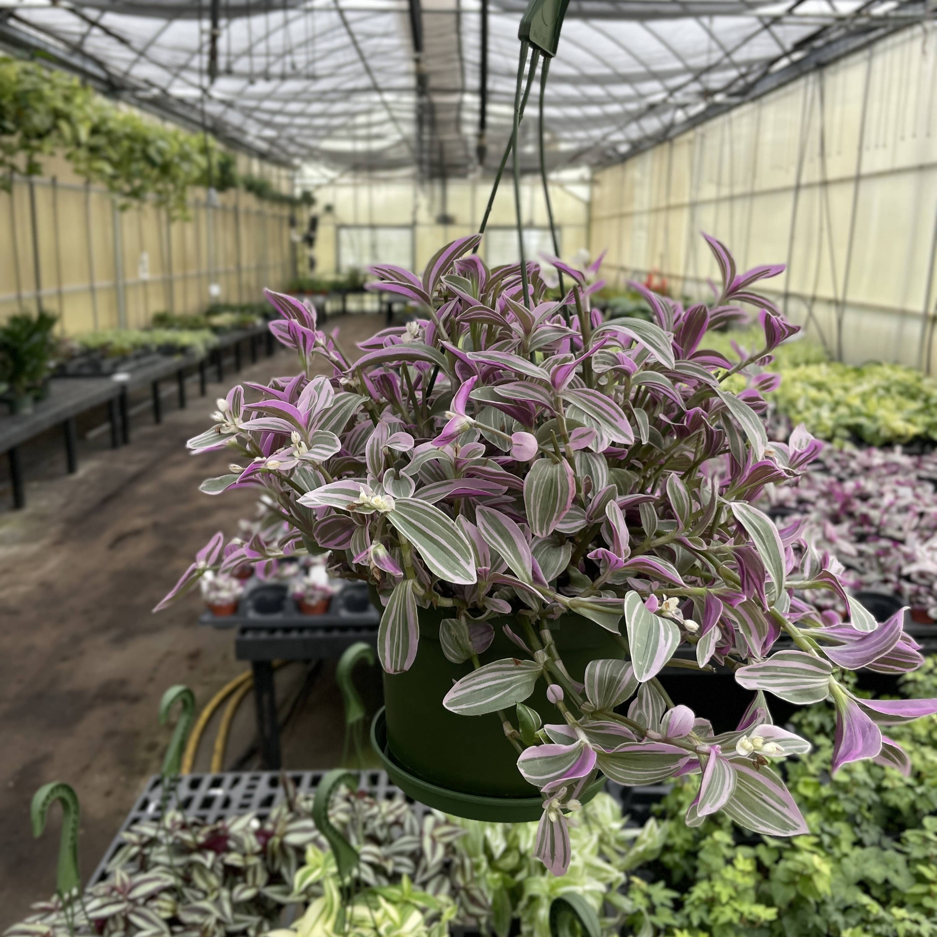 Thorsen's Greenhouse - Wholesale Live Plant - Tradescantia Hanging Basket - 6" Live Plant11