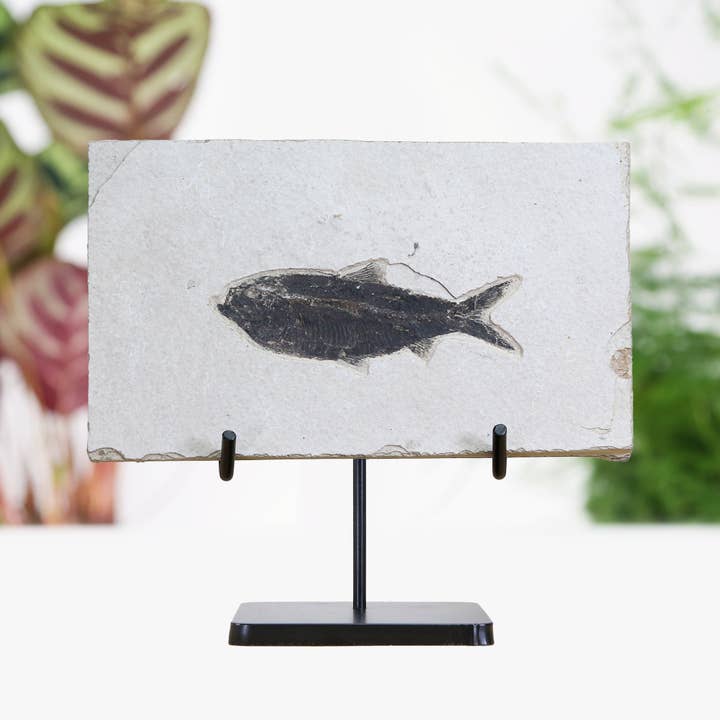 Diplomystus Fossilized Fish Fossil Bespoke Steel Stand for wholesale by Curated Studio