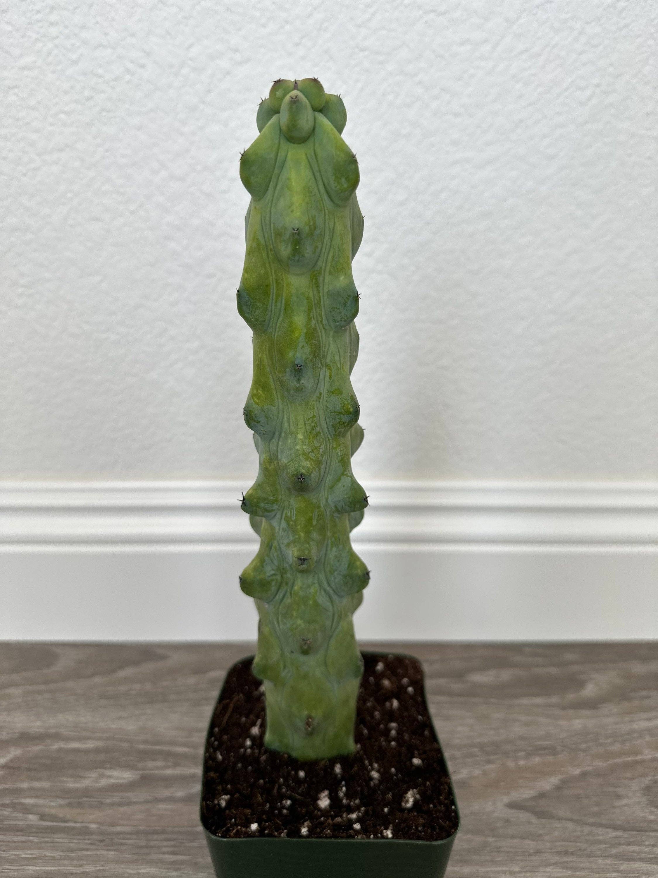Grow Margo - Wholesale Live Plant - Myrtillocactus Geometrizans - Boobie Cactus Live Rooted9