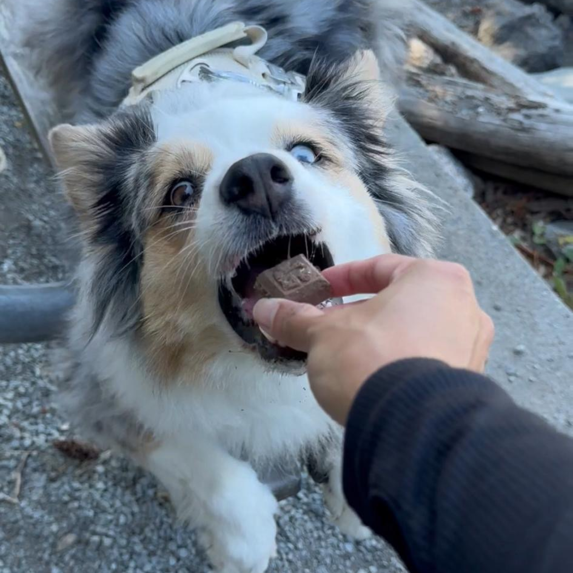 Glacier's Goodies - Wholesale Pet Treats - Dog - Goat Milk Dog Treats – Carob (7oz) 6pack5