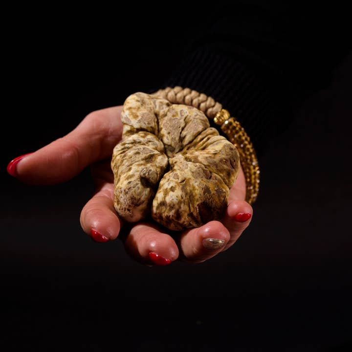 La Cerqua Tartufi - Wholesale Preserves - Whole Autumn White Truffles in Brine, Made in Italy, 25 g2