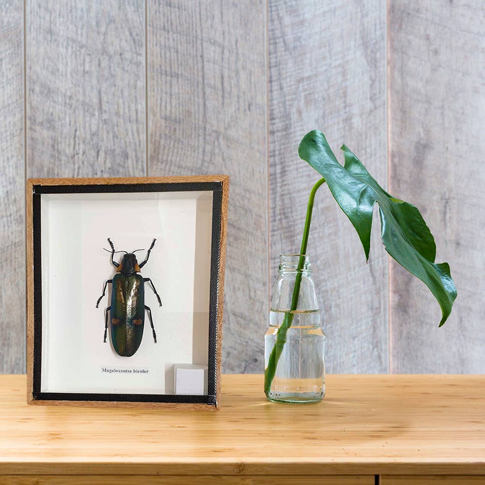 VIE - Wholesale Wall Accent - Framed Insect, Assorted19