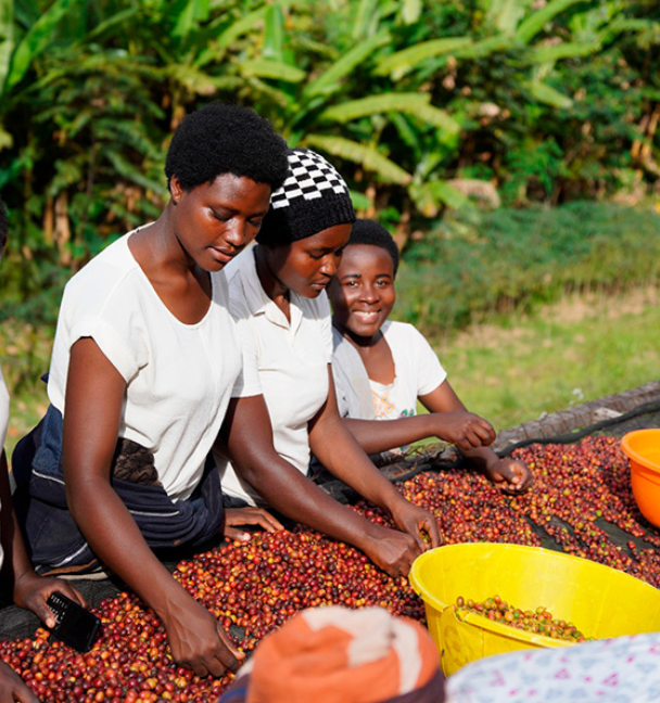 The Studio Coffee. - Vendita all'ingrosso Caffè in grani - RWANDA - ISANO0