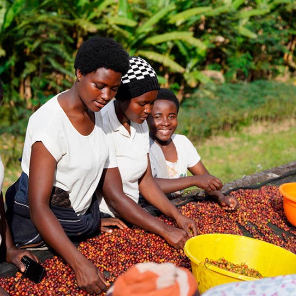 The Studio Coffee. - Wholesale Coffee Beans - RWANDA - ISANO 0