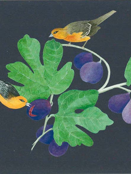 Charming Note Card of Figs and Birds on Black Background for wholesale by VMazzoni