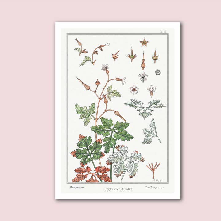 Geranium Verneuil Vintage Botanical Print for wholesale by Holland Road Prints