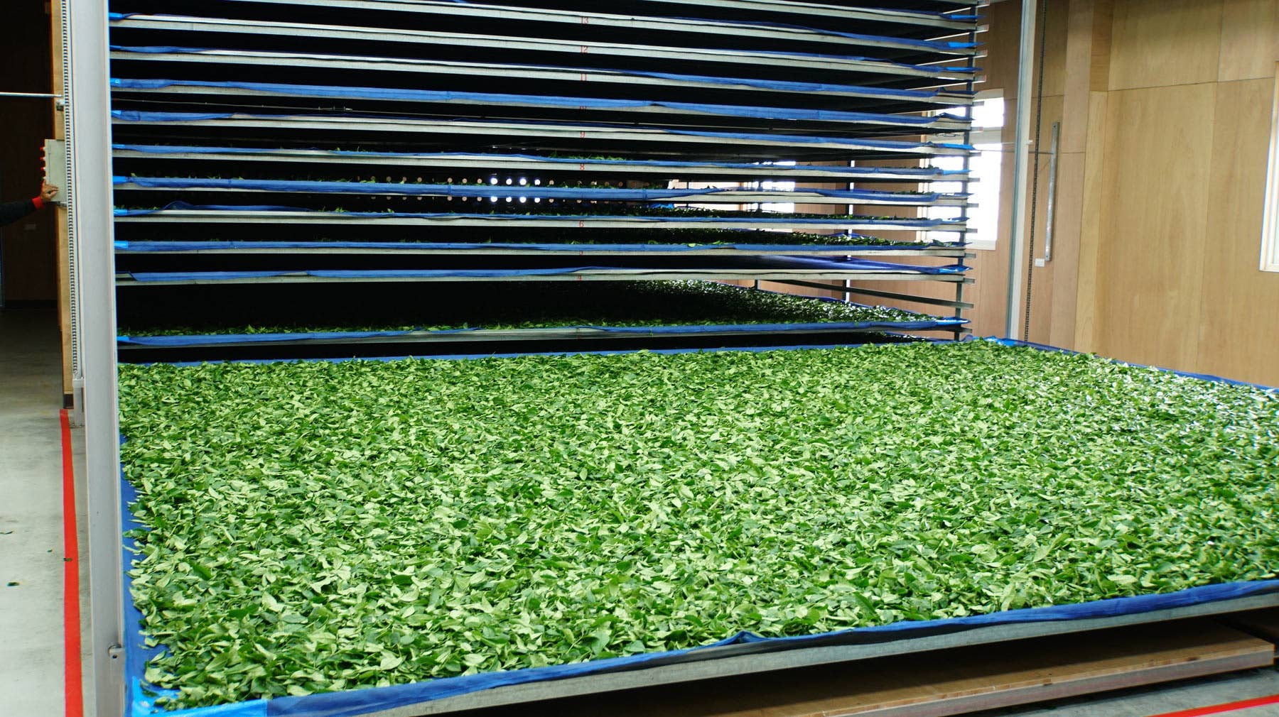 Gohobi （We cover U.S. import duties） – wholesale Loose tea – Gohobi Premium Oolong Tea Winter 一支杉 Yizhu Shen-烏龍 冬4