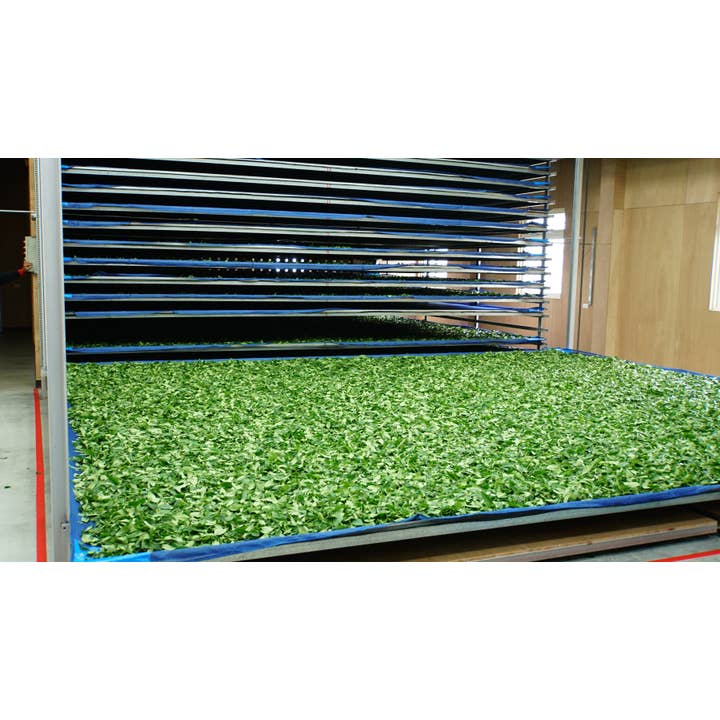 Gohobi (We cover U.S. import duties) – wholesale Loose tea – Gohobi Premium Oolong Tea Winter 一支杉 Yizhu Shen-烏龍 冬4