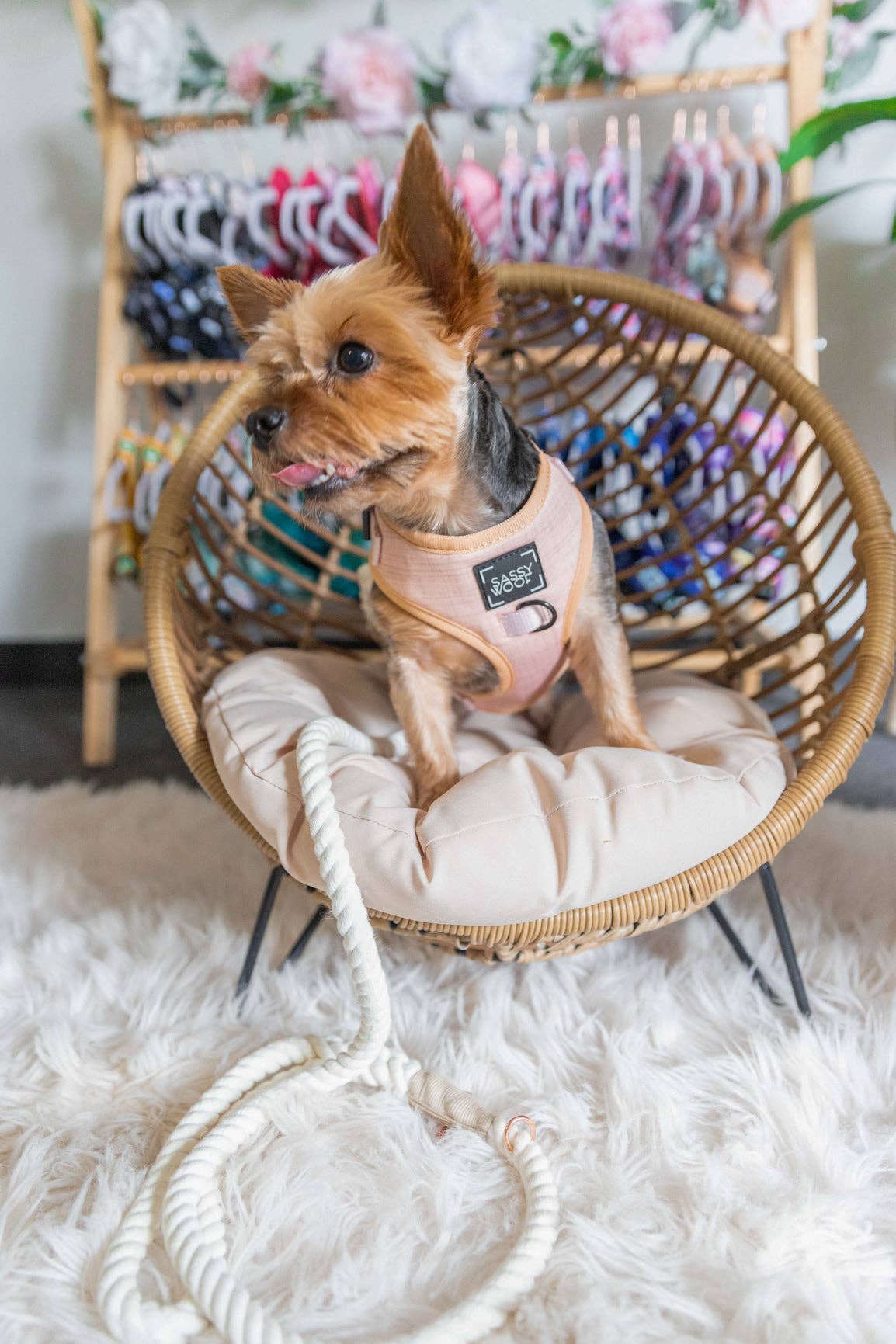 SASSY WOOF - Wholesale Pet Harness - Dog - Dog Adjustable Harness - Pinot8