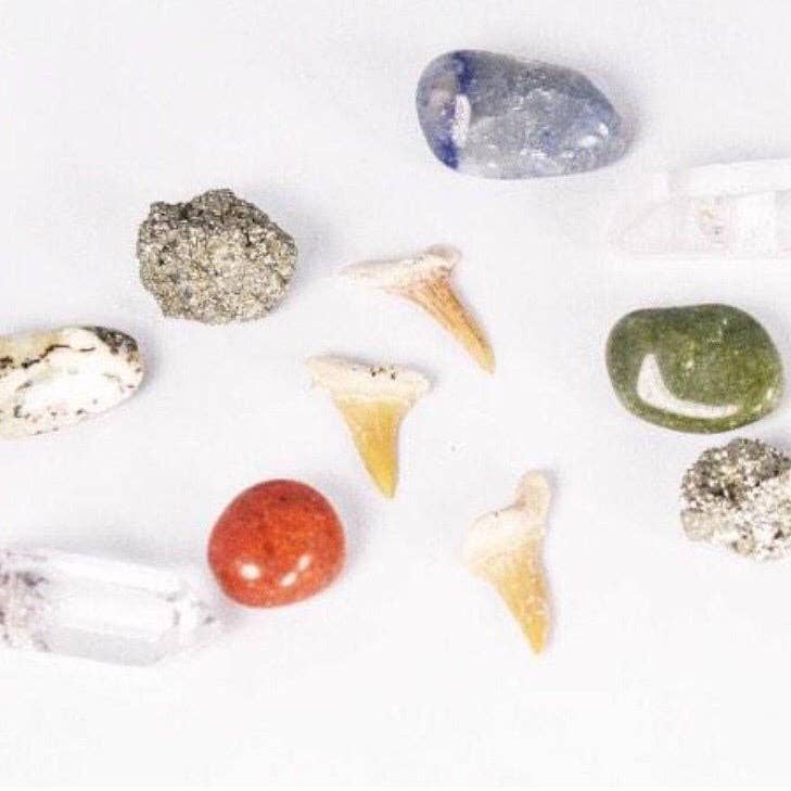 North Ave Candles - Wholesale Jar/Filled Candle - The Excavation Candle  / dinosaur candle / Museum Gift Shop3