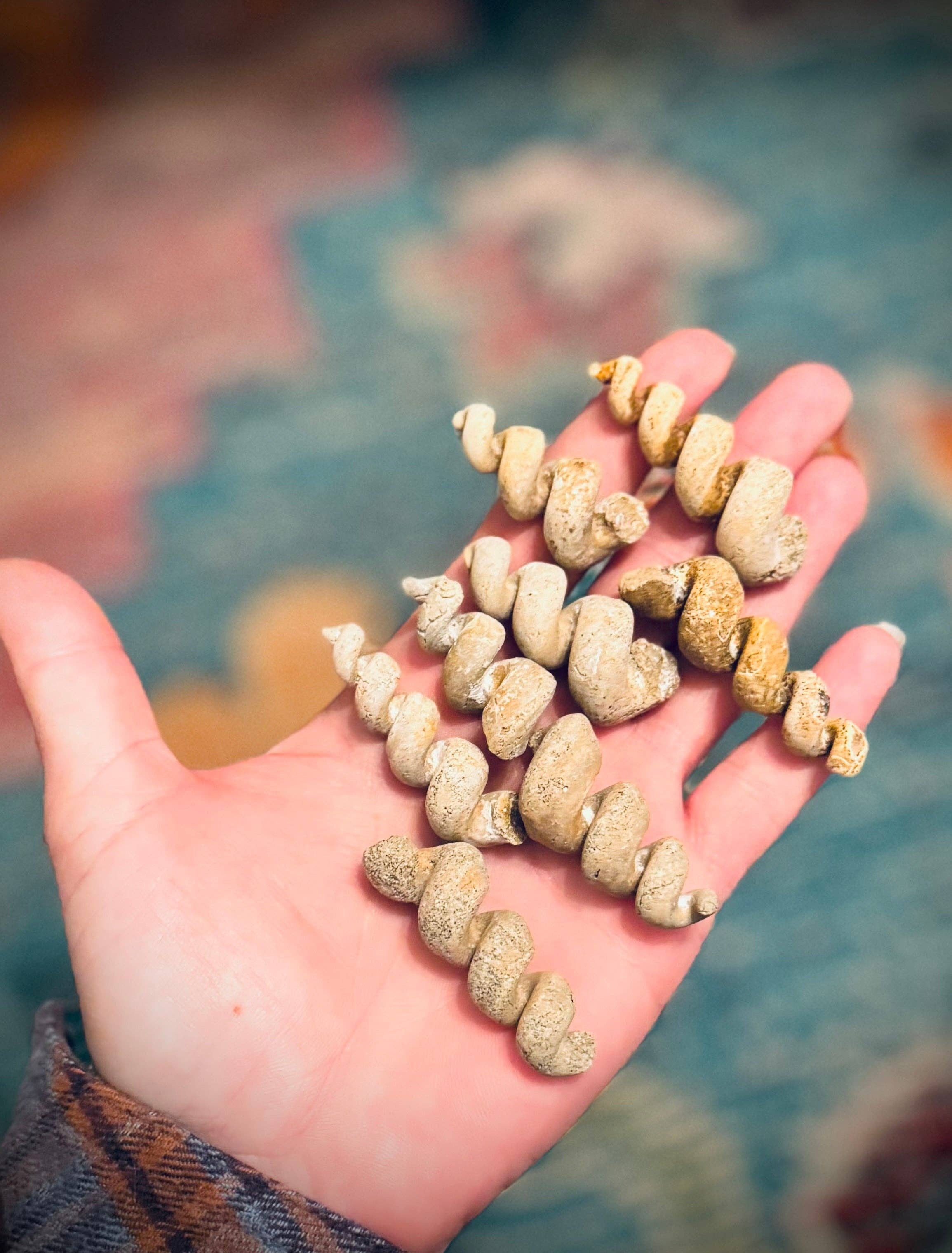 Mandala Gems - Wholesale Spiritual Stone/Crystal - Turritella Shell Fossils, Gastropod Fossil from the Potomac River, Maryland1