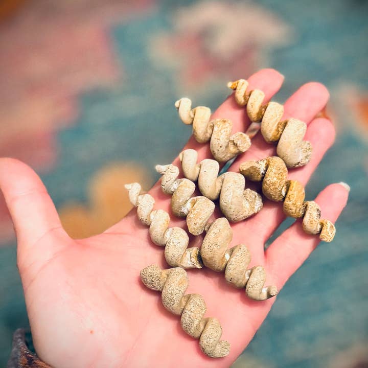 Mandala Gems - Wholesale Spiritual Stone/Crystal - Turritella Shell Fossils, Gastropod Fossil from the Potomac River, Maryland1