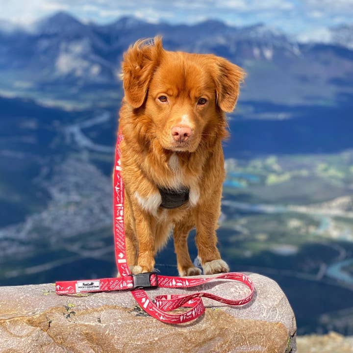 Rocky Mountain Dog - Vendita all'ingrosso Guinzaglio - Cani - Guinzaglio per cani Canadian Rockies