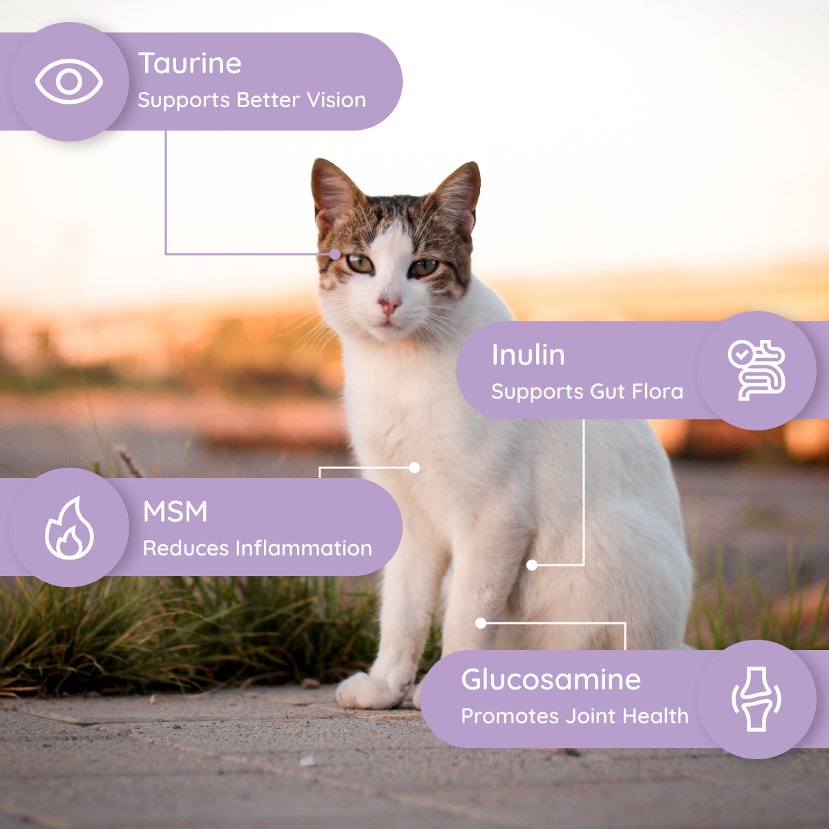 Petralyte – Großhandel Nahrungsergänzungsmittel für Haustiere – Katze – Elektrolyt- und Gelenkergänzungsmittel für Katzen | Salmon Lovers6