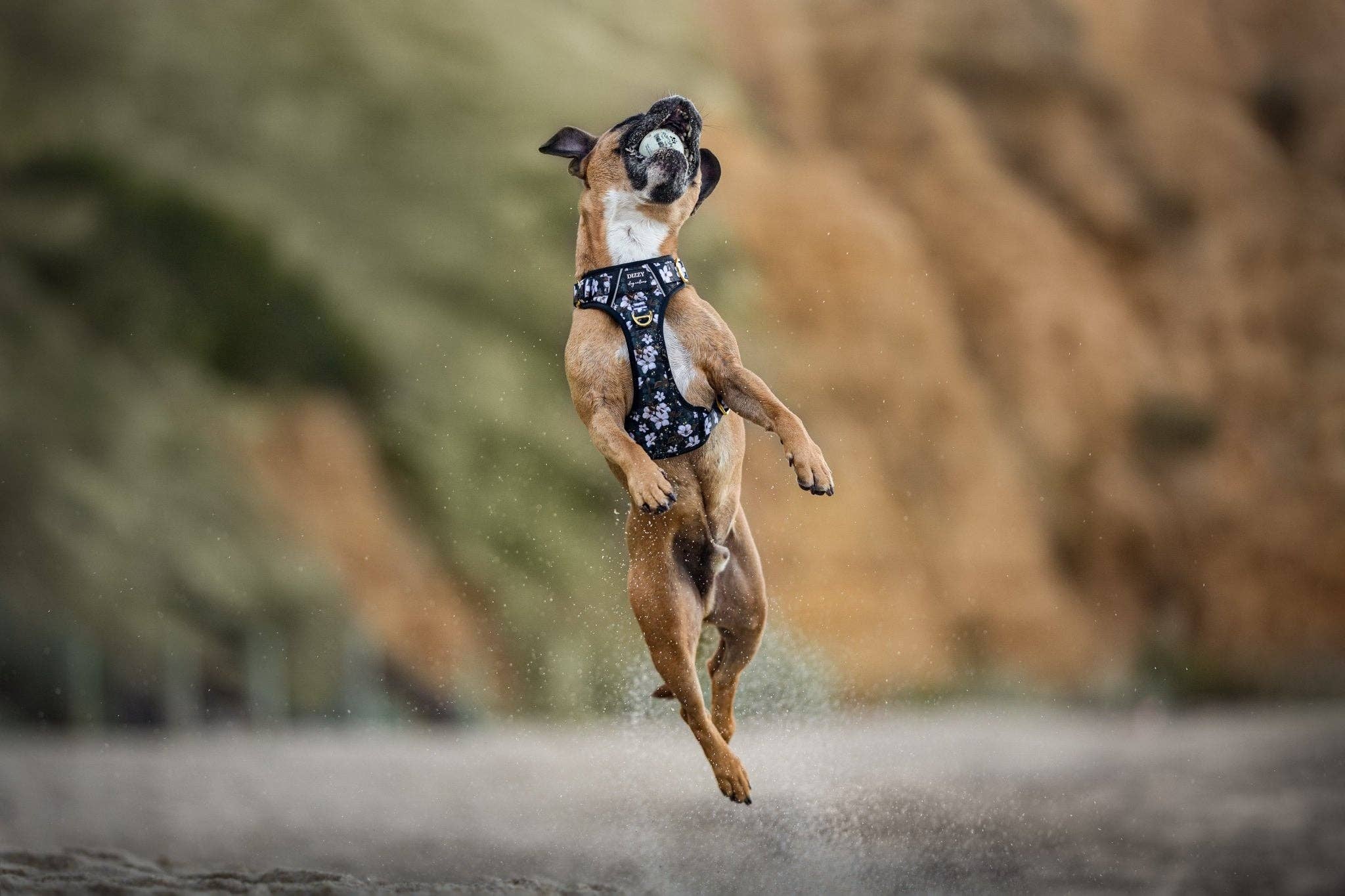 Dizzy Dog Collars - Wholesale Pet Harness - Dog - No Pull Dog Harness | Step in | Reflective | Heavy Duty | Easy Reach Handle | Midnight Cherry Blossoms1