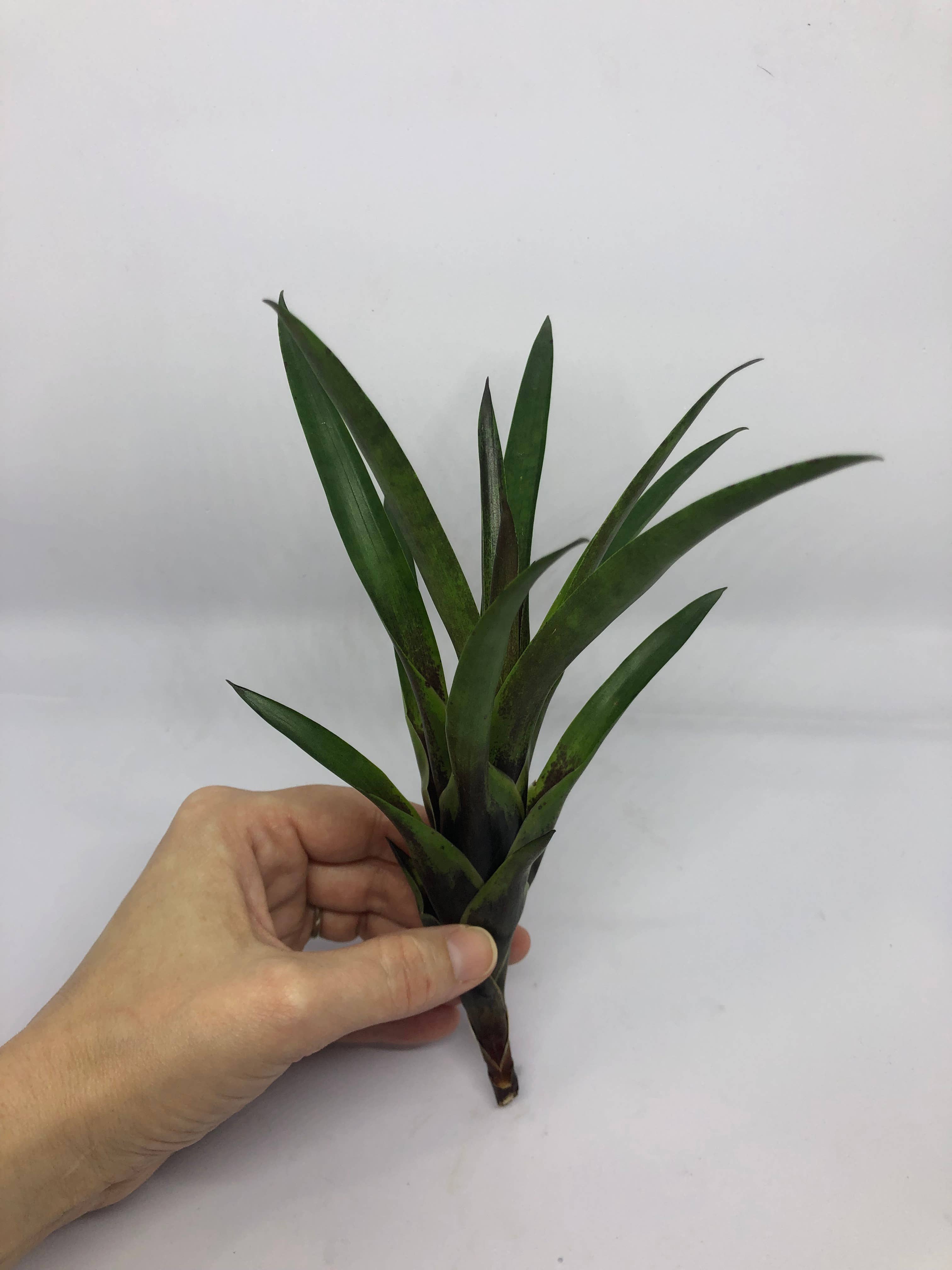 The Artizan Way - Wholesale Live Plant - Vriesea Corcovandensis - Small Bromeliad | Live Plant8