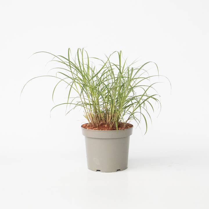 Oasis of Life - Wholesale Live Plant - Chinese silver grass "Red Chief" – Miscanthus Sinensis – Ornamental grass with red flower spikes – Height 40–60cm – Ø23cm – Hardy, easy to care for & non-toxic – Ideal for garden & containers