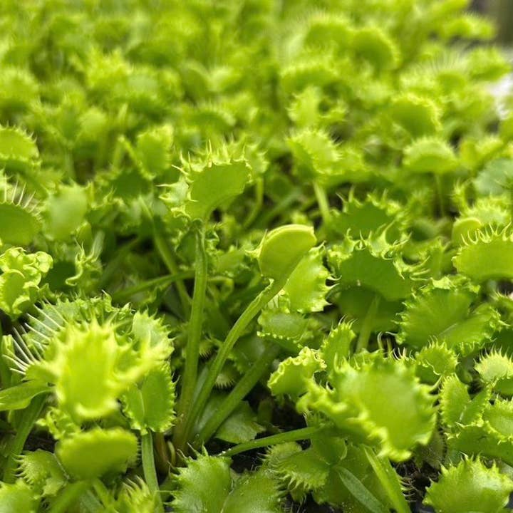 Venusflugfälla 'Chinese Dumpling' Startpaket för wholesale av Down to Dirt Plants