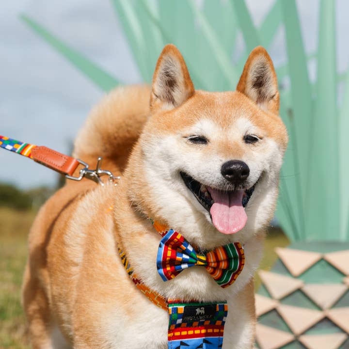 Hiro + Wolf - Wholesale Pet Bow Tie - Dog - Kente Dog Bow Tie