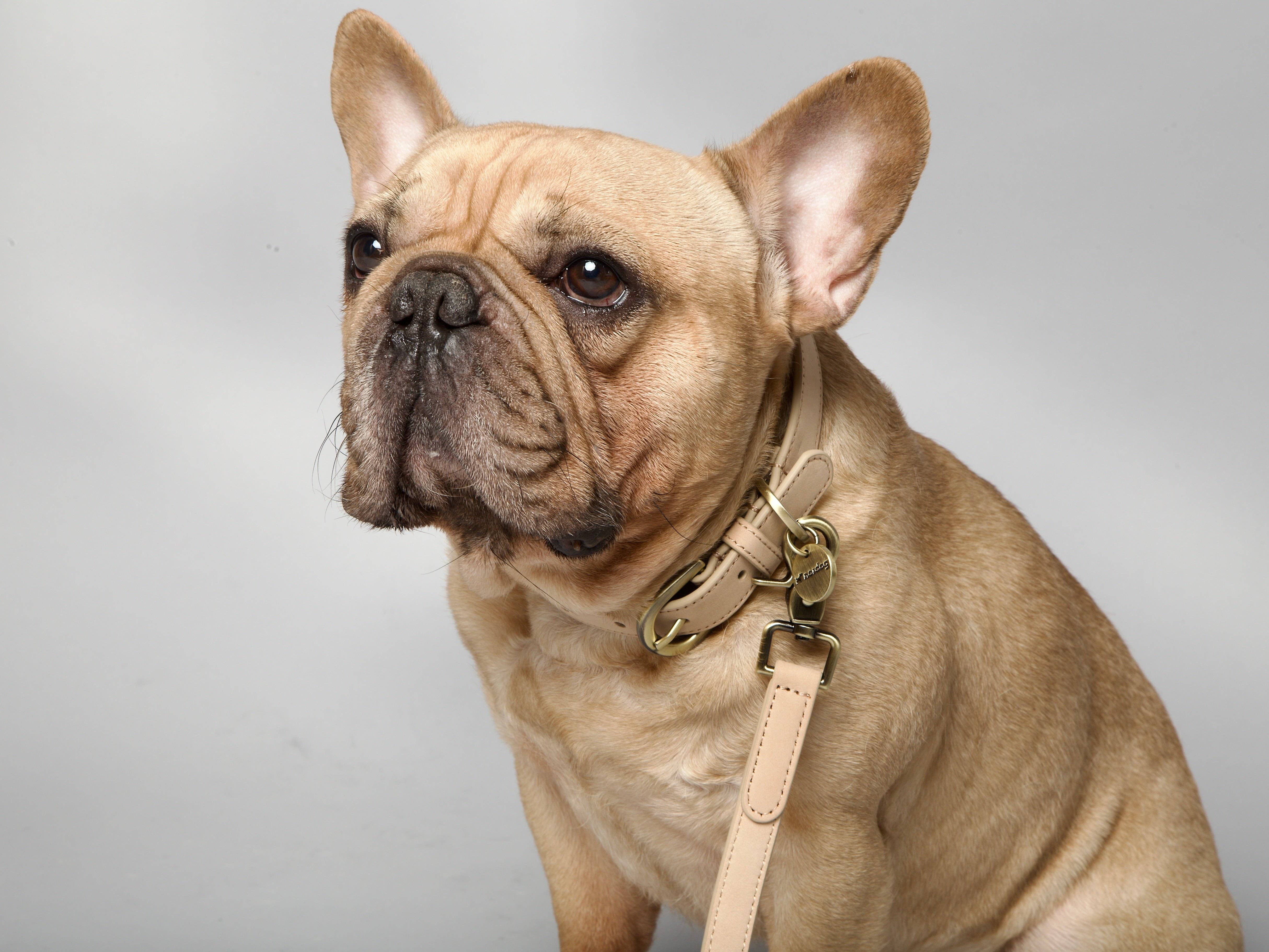 Nordog - Wholesale Pet Collar - Dog - Thomas Dog Collar Vanilla6