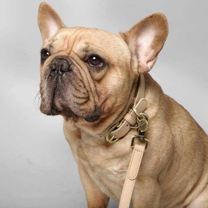 Nordog - Wholesale Pet Collar - Dog - Thomas Dog Collar Vanilla6