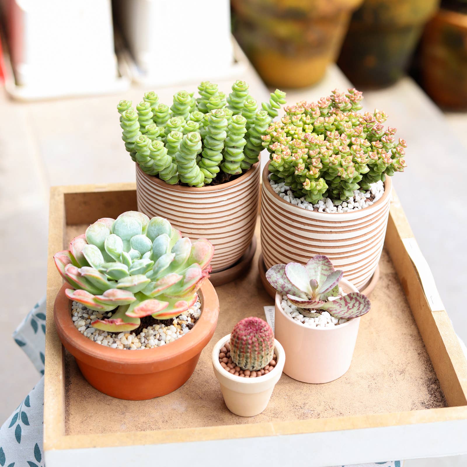 Best Plant Friend - Wholesale Succulent - Crassula Baby Necklace - Live Succulents Plant 2/4 inch Pot11