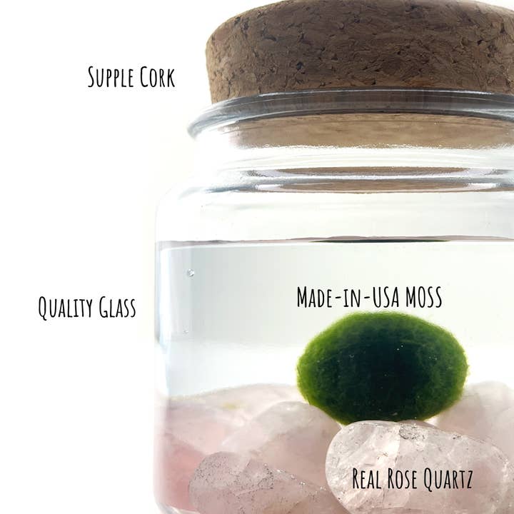 Moss Amigos | Moss Ball Terrariums - Wholesale Live Plant - Large Marimo Moss Ball Terrarium with Rose Quartz Gemstones3