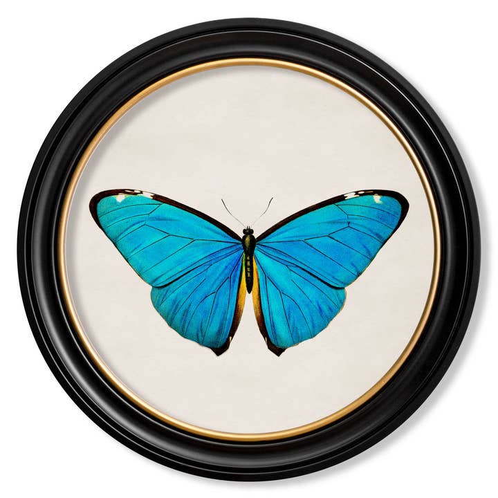 T A Interiors Wall Art & Mirrors – wholesale Wall Accent – c.1836 Tropical Butterflies - Round Frames