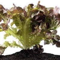 Lettuce Seeds - Red Salad Bowl, ORGANIC for wholesale by Sow True Seed
