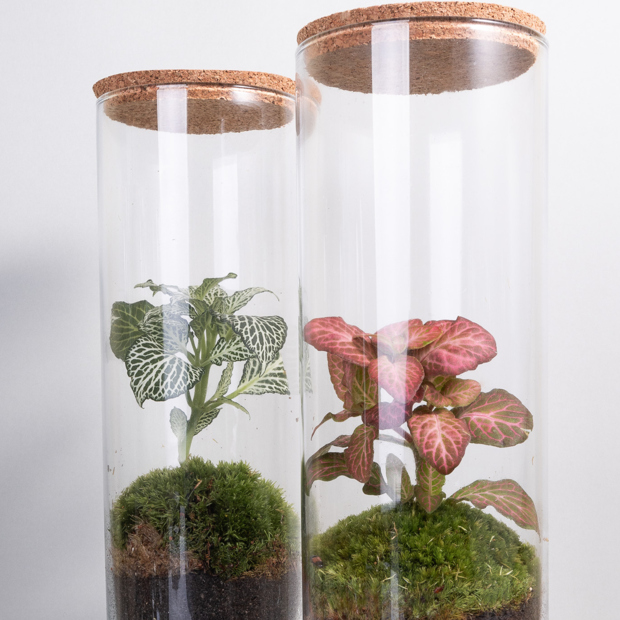 Ecodecs - Wholesale Terrarium - Self-sufficient terrarium with phytonia - EcoTerra4
