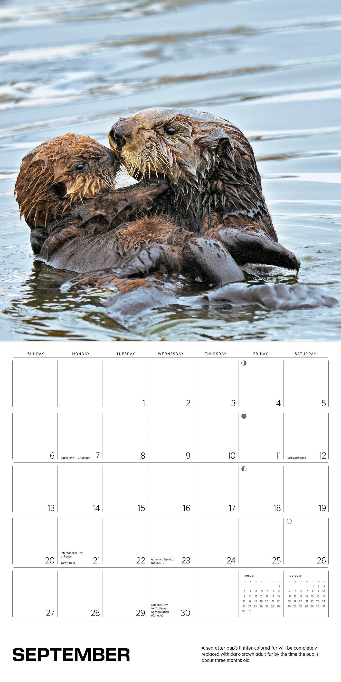 Pomegranate – wholesale Calendar – Sea Otters: Photographs by Tom and Pat Leeson 2026 Wall Calendar4