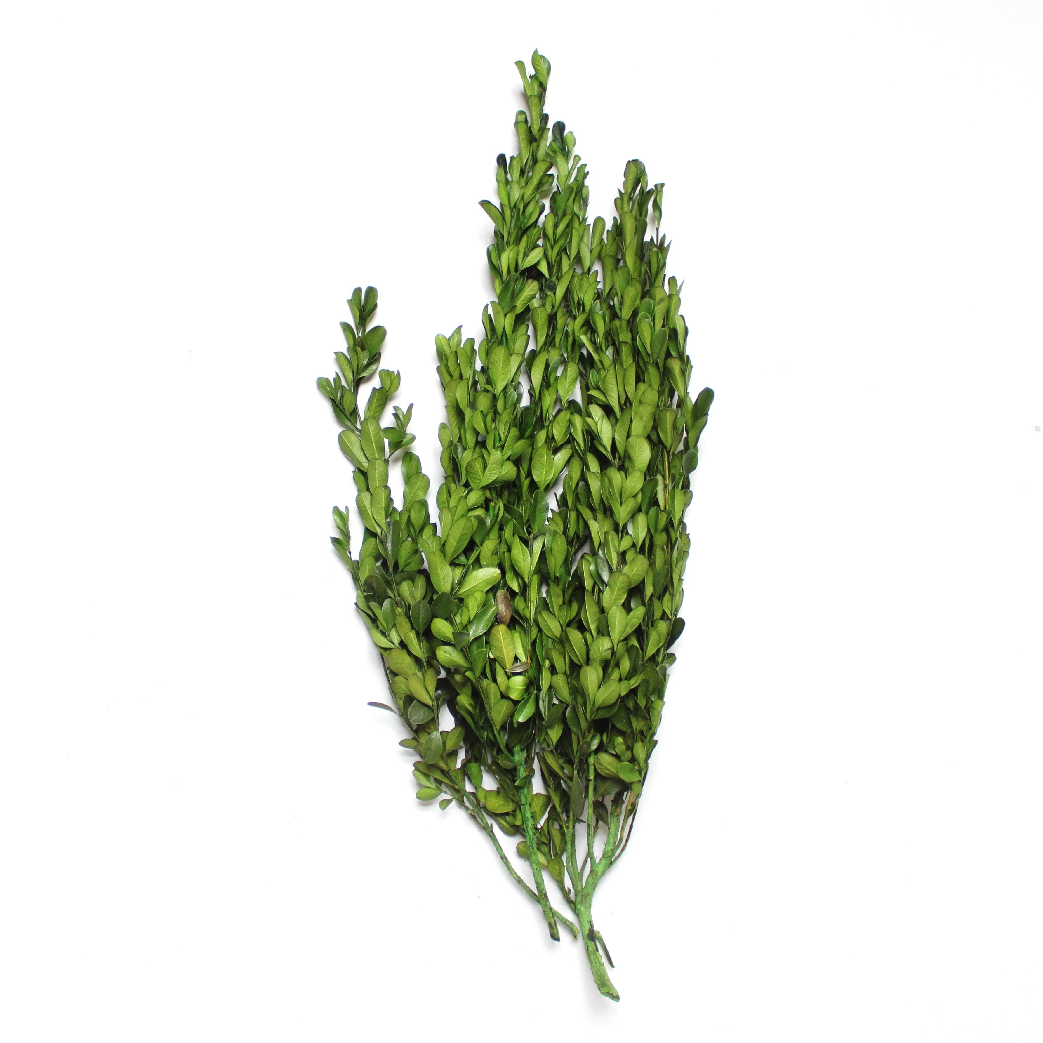 Green Boxwood - Preserved for wholesale on Faire1