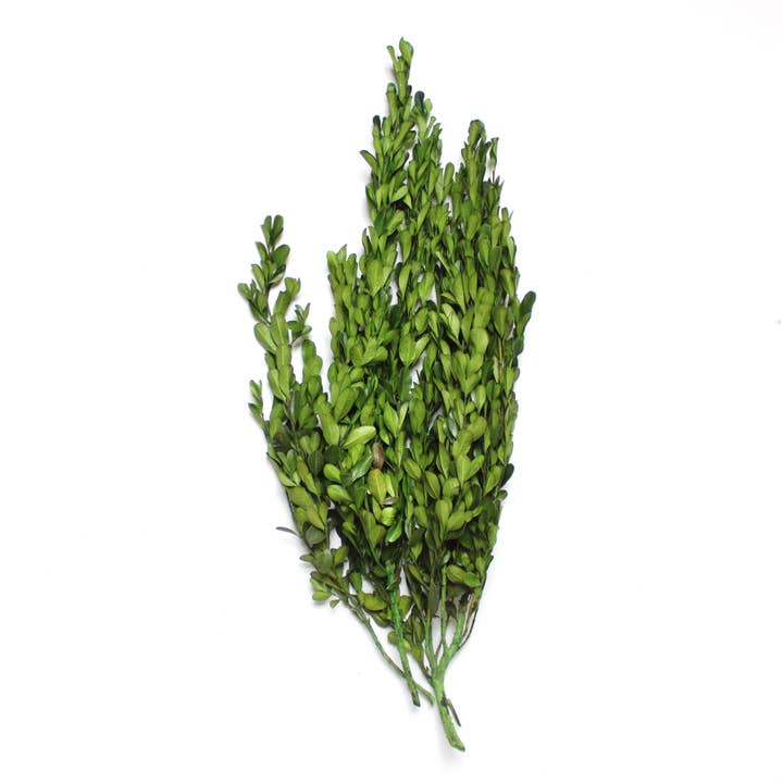 Green Boxwood - Preserved for wholesale on Faire1