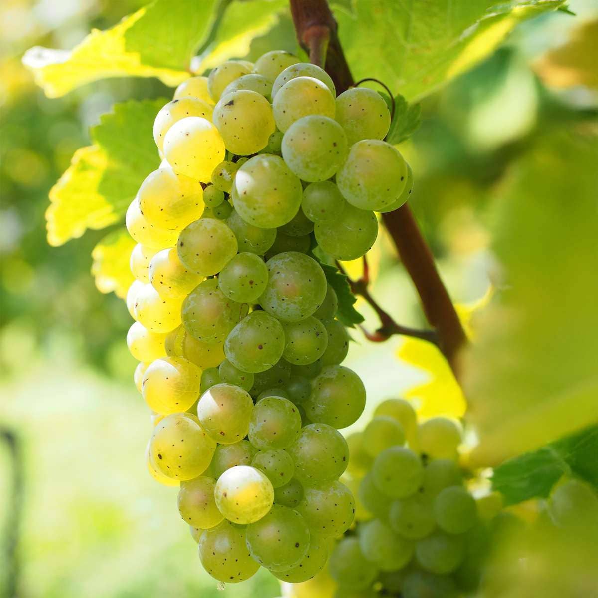 Oasis of Life - Wholesale Live Plant - Grape Vine – Vitis Vinifera 'Himrod' – Height 60–75cm – Ø21cm – White table grape with sweet, golden-yellow fruits – Robust, self-pollinating grape vine – Hardy fruit plant for garden & terrace6
