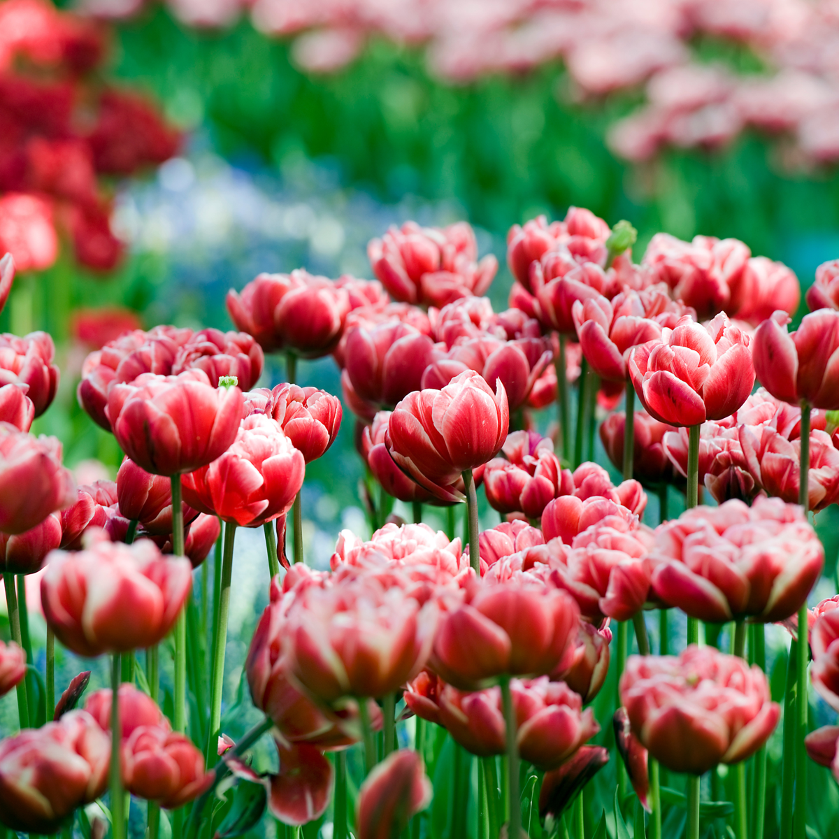 Oasis of Life - Vente Plante - Tulip Bulbes de tulipes – 15 pièces – Tulipa ‘Drumline’ – Tulipes pivoine rose et blanc – Bulbes à fleurs pour parterre, balcon et pot – Rustique et vivace4