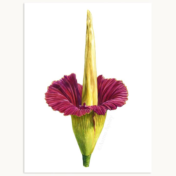 Amorphophallus titanum Print for wholesale by Aaron Apsley Artwork