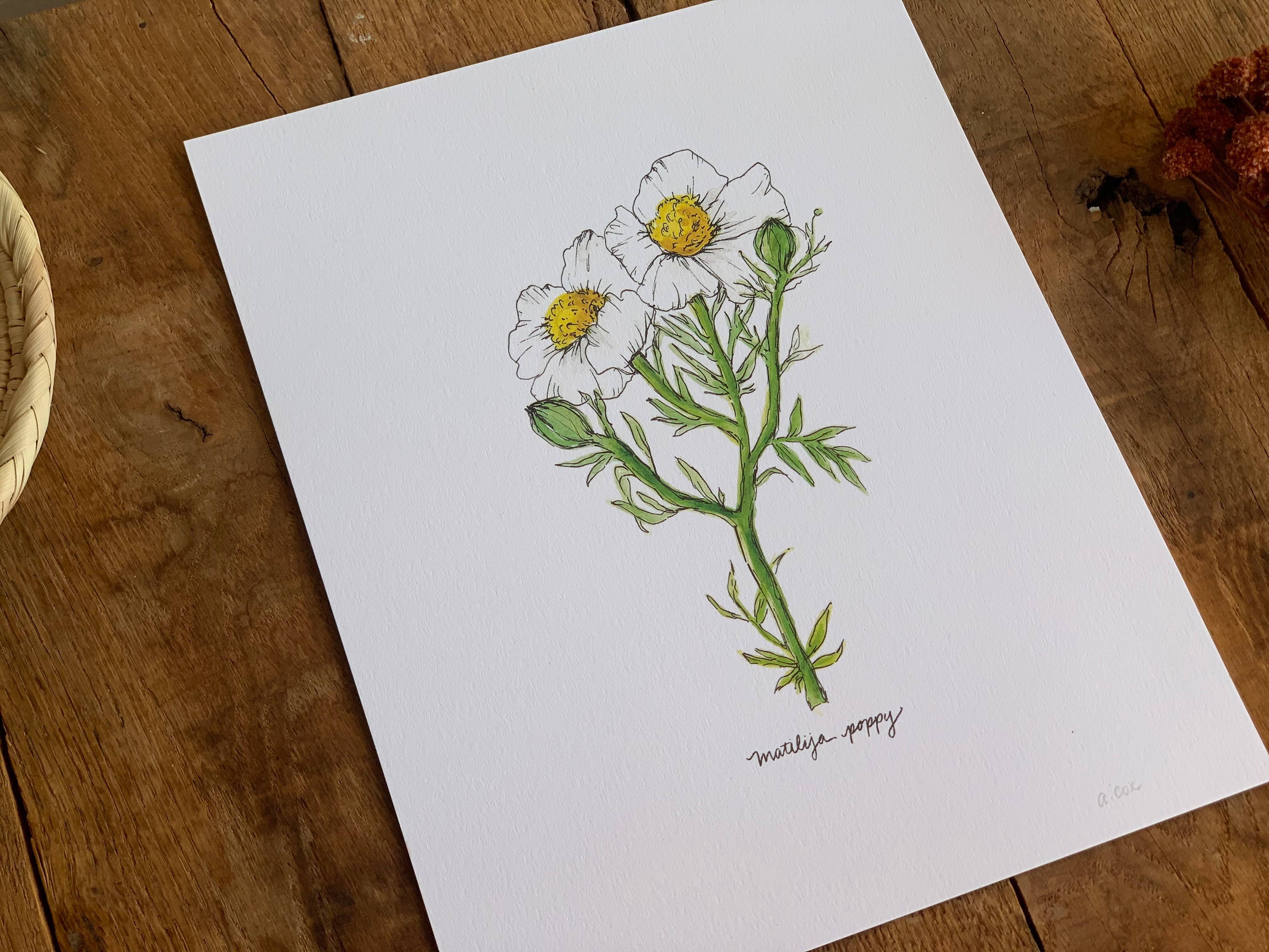 Little Salt Wagon - Wholesale Art Print - Matilija Poppy CA Wildflower Botanical Art Print Wall Decor2